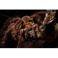 Tarántula Goliat - Theraphosa blondi
